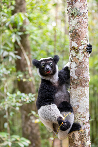 Largest living lemur Indri, (Indri Indri), called the babakoto, Endangered endemic animal on tree and feeding . Andasibe-Mantadia National Park - Analamazaotra, Madagascar wildlife animal.