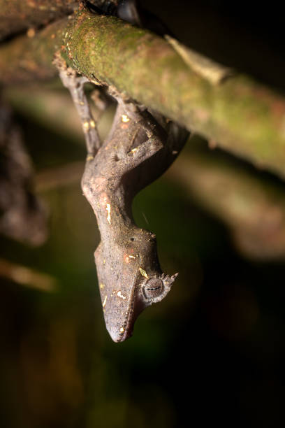 satanistyczny gekon ogoniasty, uroplatus phantasticus, park narodowy ranomafana, dzika przyroda madagaskaru - chameleon madagascar wildlife bizarre zdjęcia i obrazy z banku zdjęć