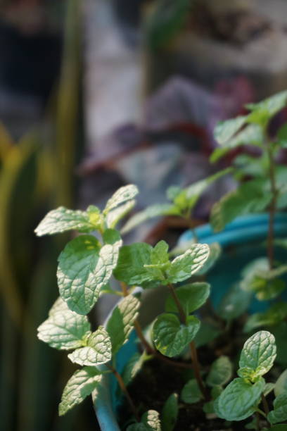 istock Mint leaves exposed to the sun 1457589145