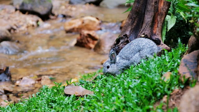 A gray rabbit is eating green grass