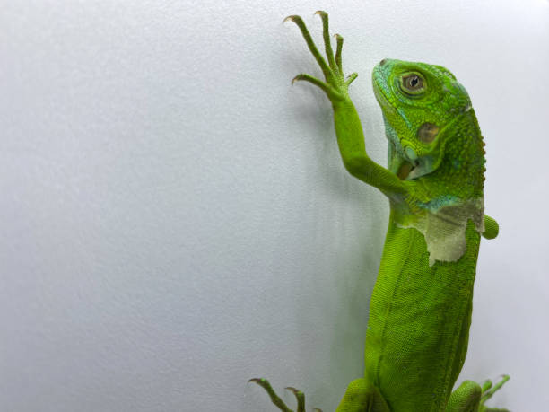 istock Baby green iguana isolated on white background 1457590787
