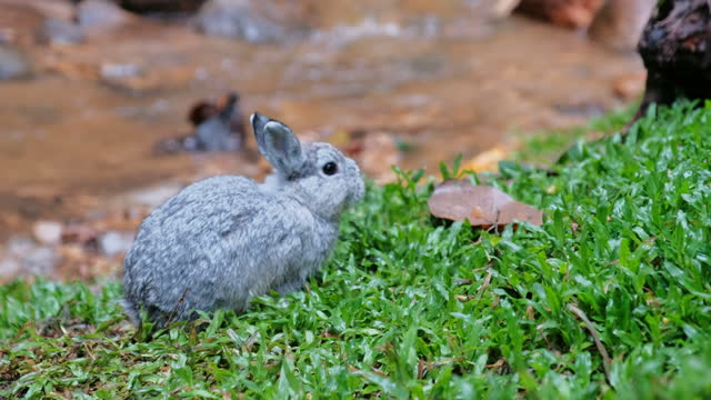 A gray rabbit is eating green grass