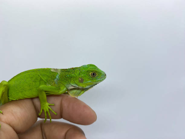 istock baby green iguana crawling or perch on someone's hand isolated on white background 1457590814
