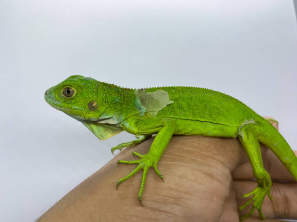 istock baby green iguana crawling or perch on someone's hand isolated on white background 1457590846