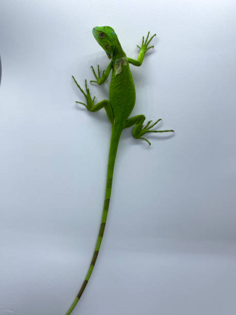 istock Baby green iguana isolated on white background 1457590966