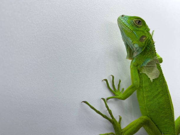 istock Baby green iguana isolated on white background 1457590968