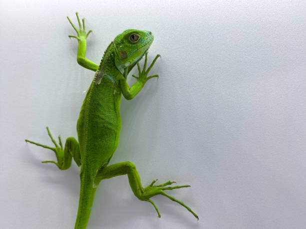istock Baby green iguana isolated on white background 1457591019