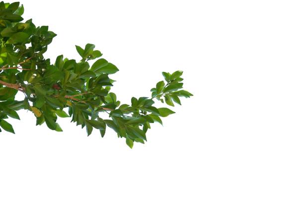 istock Tropical plant with leaves and branches on white isolated background 1457591745