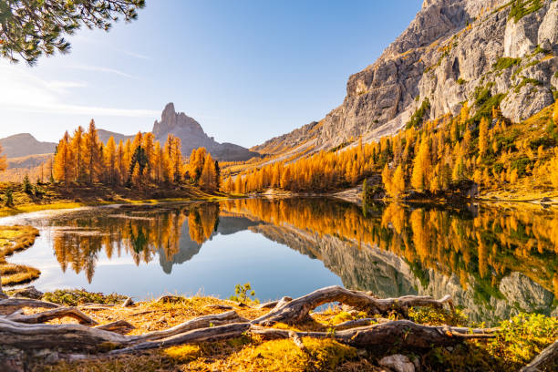 giornata autunnale soleggiata sul bellissimo lago di montagna - larch tree foto e immagini stock