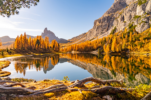 Awesome sunny autumn day in the dolomites, south tyrol, italy, at mountain lake surrounded by orange, golden, yellow colored larch trees, reflections in the water