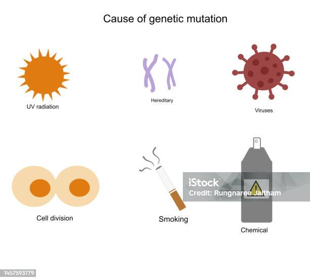 The Example Causes Or Risk Factor Affect To A Genetic Mutation Or ...