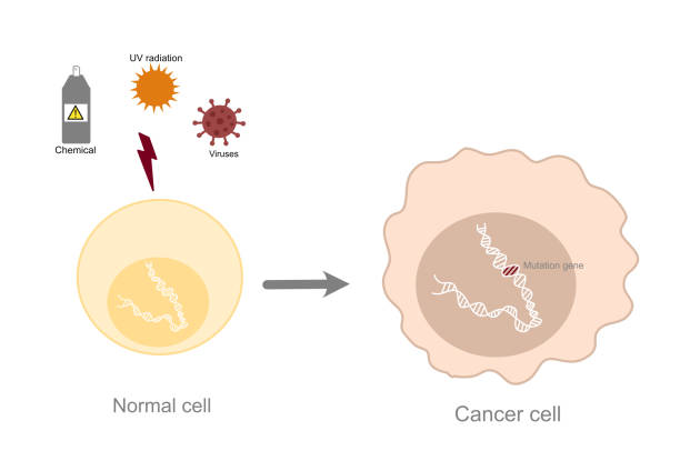 사진은 위험 인자(자외선, 화학물질 및 미생물)가 정상 세포에서 암세포로 변이 또는 유도시킨 유전자 변화를 보여준다. - nucleotides stock illustrations