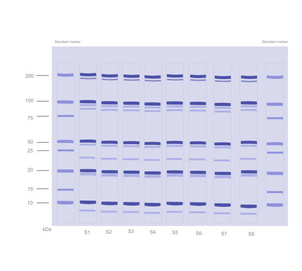das sds-page (natriumdodecylsulfat-polyacrylamid-gelelektrophorese) ergebnis der zielproteindetektion, dass sich molekül mit molekülmasse trennt - agarose stock-grafiken, -clipart, -cartoons und -symbole