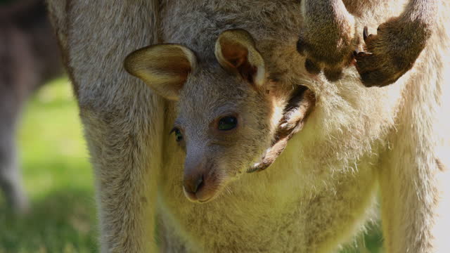 Close up portrait of wild Kangaroo with baby joey in its pouch