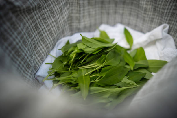 close up of freshly picked wild garlic leaves in basket, shallow focus,