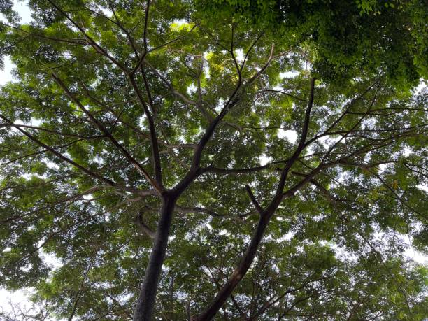 istock Tree trunk and green leaves of big tree 1457595479