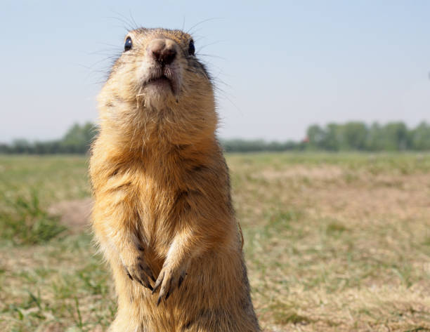 Gopher on the grassy lawn is looking at the camera. Close-up