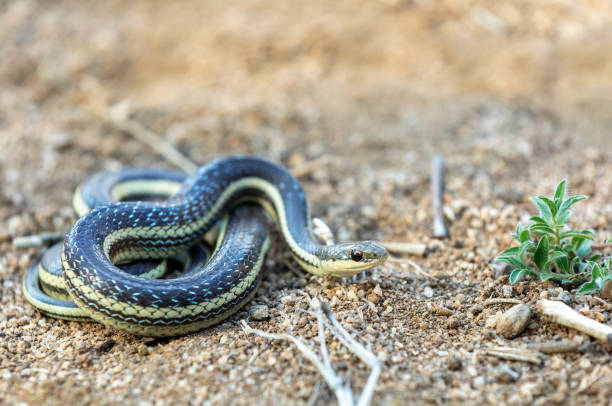 istock Lateral Water Snake, Thamnosophis Lateralis, Anja Comunity reserve, Madagascar wildlife 1457600794