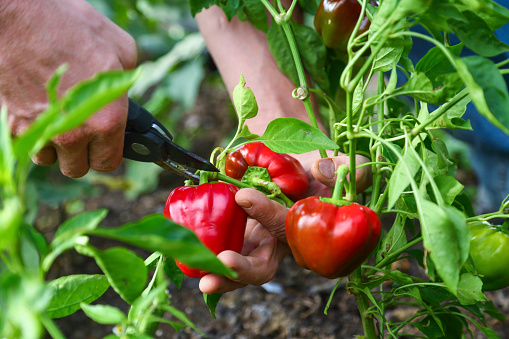 Ripe red pepper hidden on a plant. Harvesting with