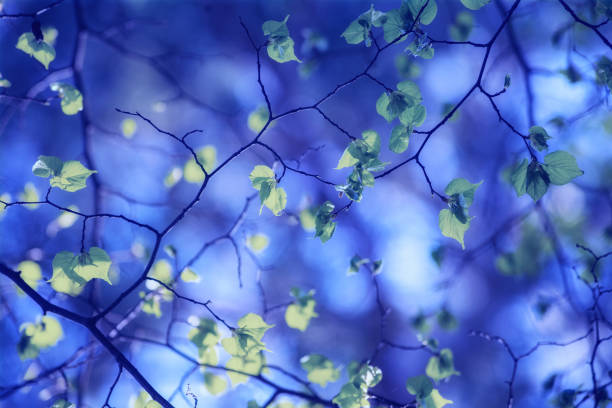 Birch tree branches with young green leaves