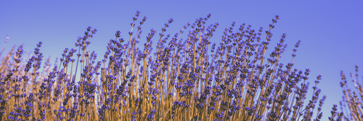 Blooming lavender field against the blue sky. Nature background. Horizontal banner