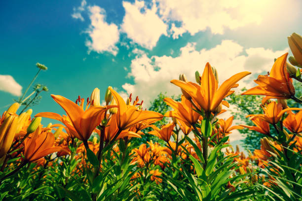 Flowering red lilies against sky on a sunny day