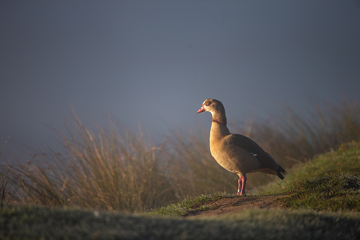Egyptian Goose in the mist on the banks of a pond in London