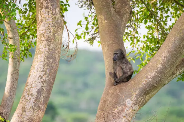 Chacma Baboon sitting in the fork of a tree in Hluhluwe, South Africa