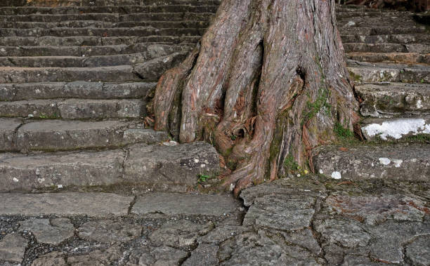Stairs made of stone assembled around the roots of an old tree