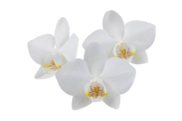 istock white phalaenopsis orchid flowers on a stem, isolated 1457606689