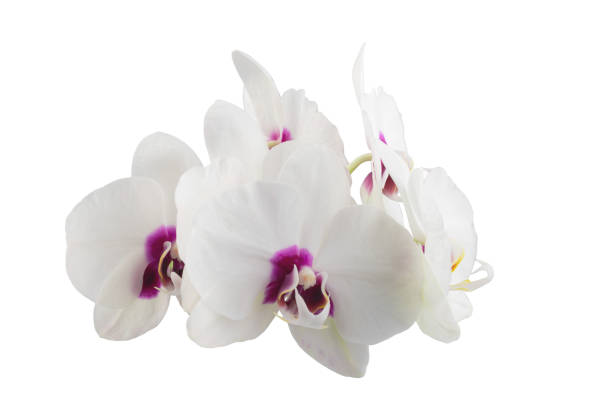 istock white phalaenopsis orchid flowers on a stem, isolated 1457606709