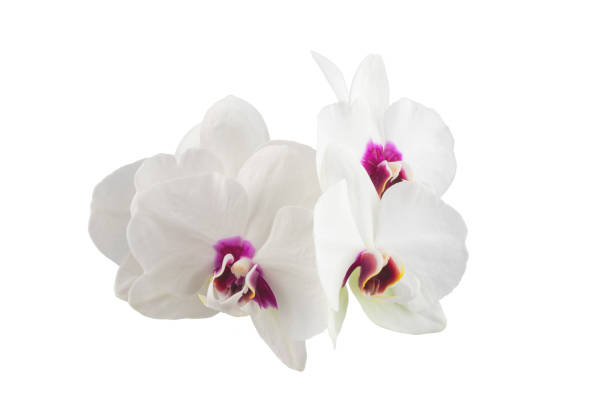 istock white phalaenopsis orchid flowers on a stem, isolated 1457606710