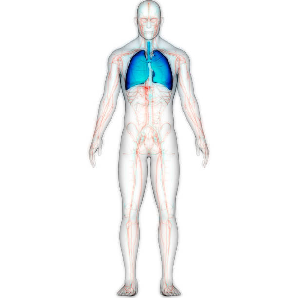 istock Human Respiratory System Lungs Anatomy 1457606808