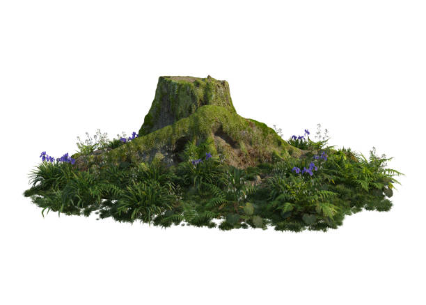 istock 3D render old stumps and plants on a white background 1457606990