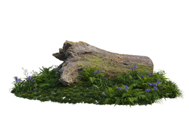 istock 3D render old stumps and plants on a white background 1457606997