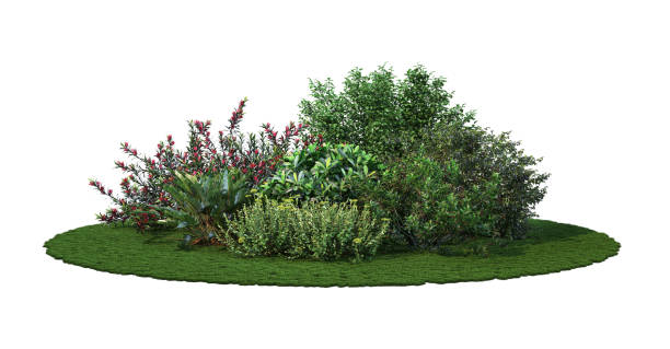 istock 3d render Shrubs and flower on a white background 1457606999