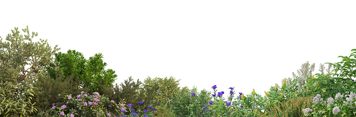 3d render Shrubs and flower on a white background