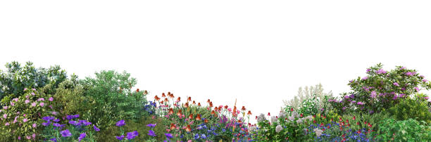 istock 3d render Shrubs and flower on a white background 1457607210