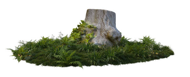 istock 3D render old stumps and plants on a white background 1457607213