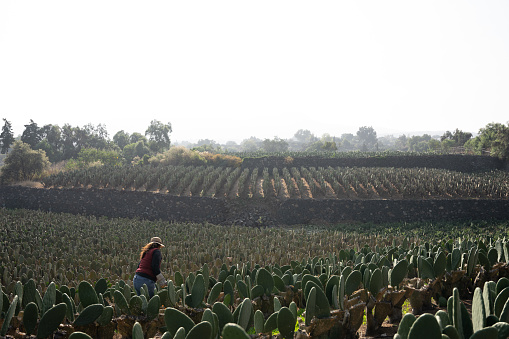 An adult woman is harvesting nopal with the hands in a huge field. Concept of mexican agriculture