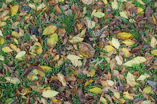 Colorful fallen leaves on greenery in mid October