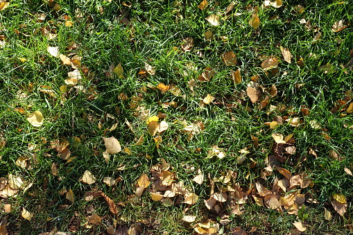 Top view of grass with fallen leaves of birch in October