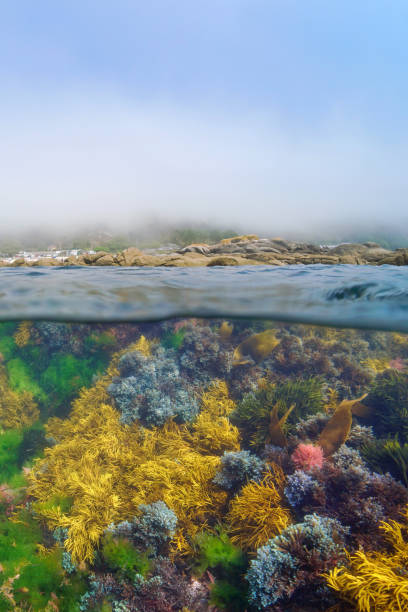 Coastal fog with algae underwater in the Atlantic ocean