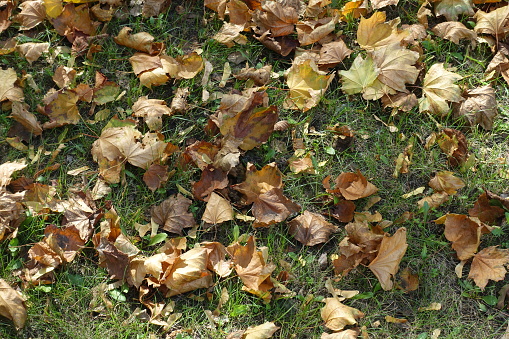 Maple leaves on green grass from above in October