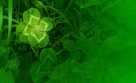 green clover leaves background with some parts in focus. four - leaf clover in the middle of the usual Shamrock . background concept for st. patrick's day, luck, irish culture. High quality photo