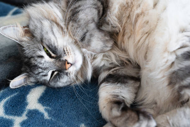 istock gray fluffy cat sleeps in funny pose in ball. View from above 1457613303