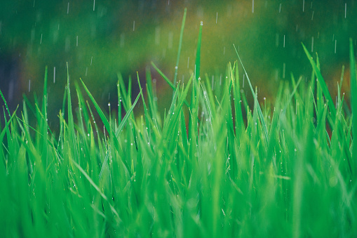 Rain pouring on green grass in the daylight.