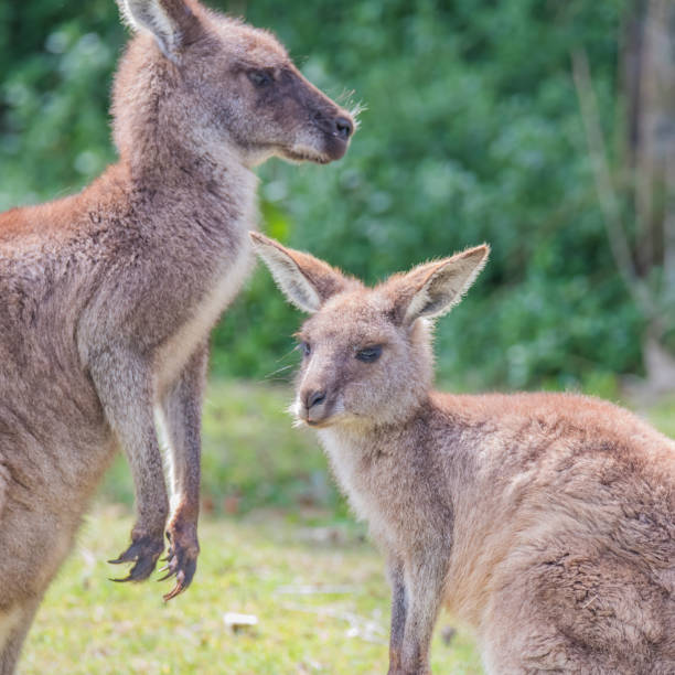 kangaoos grises orientales - parque nacional murramarang fotografías e imágenes de stock