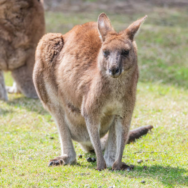 kangaoo gris oriental hembra con joey en bolsa - parque nacional murramarang fotografías e imágenes de stock