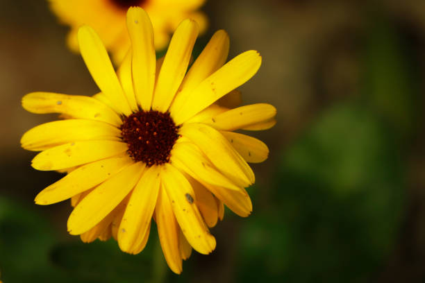 istock Beautiful calendula flowers in summer garden (Marigold flower). 1457619913
